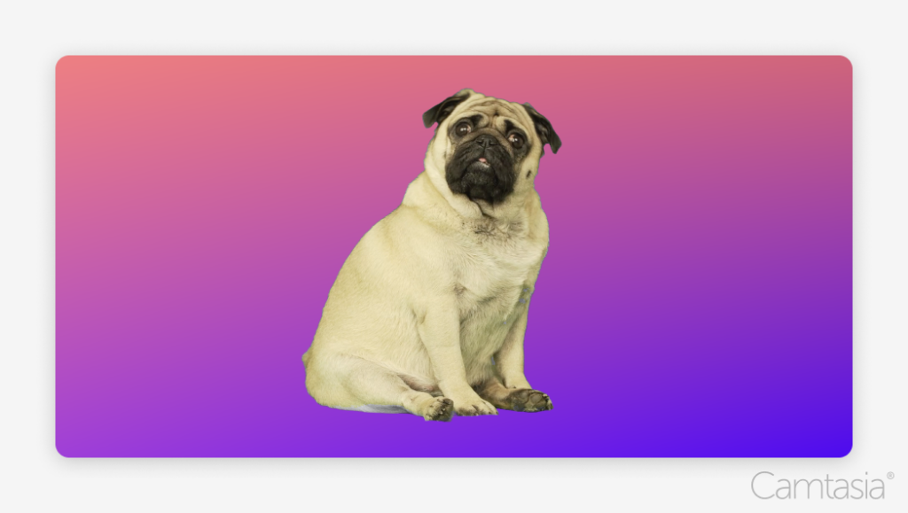 Image of a dog and the background has been replaced by a color gradient