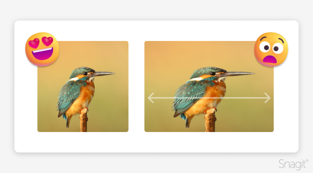 A photo of a bird next to a stretched and distorted version of the same photo