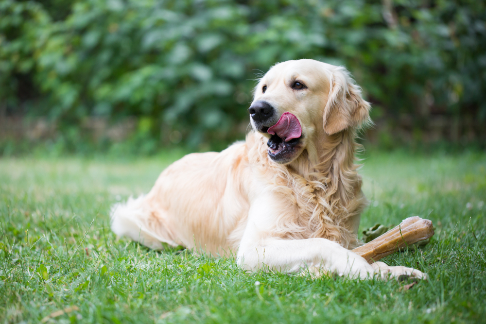 Golden retriever puppy licking lips while chewing on rawhide bone in a large yard